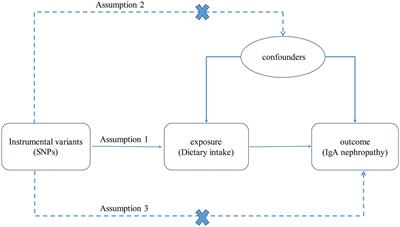 Causal relationship between dietary intake and IgA nephropathy: a Mendelian randomization study